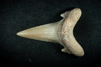 Carcharias twiggensis, Zahnhöhe 17 mm, Sammlung und Foto: Thomas Noll