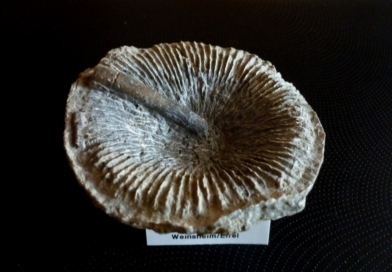 Schöner Korallenfund von Weinsheim Eifel aus der Abteilung “Aschenbecher”
