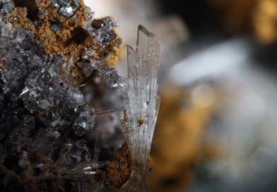 Bild des Monats April